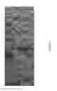 Fig. 07 - CEMENTITIOUS FOAM COMPOSITIONS
