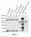 Fig. 02 - FOXO6 POLYCLONAL ANTIBODY AND METHOD FOR PREPARING THE SAME