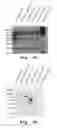 Fig. 03 - FOXO6 POLYCLONAL ANTIBODY AND METHOD FOR PREPARING THE SAME