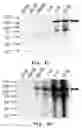 Fig. 05 - FOXO6 POLYCLONAL ANTIBODY AND METHOD FOR PREPARING THE SAME