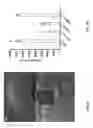 Fig. 02 - Modulation of Nad+ Activity in Neuropathophysiological Conditions and Uses Thereof