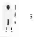 Fig. 08 - Modulation of Nad+ Activity in Neuropathophysiological Conditions and Uses Thereof