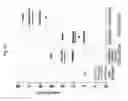 Fig. 14 - Method for treating vascular inflammation, improving skin beauty and improving male sexual function using ginseng berry
