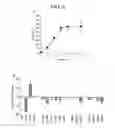 Fig. 12 - Method for activating natural killer cells by tumor cell preparation in vitro