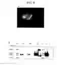 Fig. 13 - Method for activating natural killer cells by tumor cell preparation in vitro