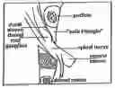 Fig. 01 - Injection of fibrin sealant using reconstituted components in spinal applications