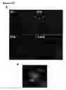 Fig. 13 - Modulation of synaptic maintenance