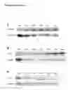 Fig. 22 - Modulation of synaptic maintenance