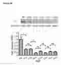Fig. 24 - Modulation of synaptic maintenance