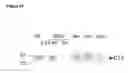 Fig. 31 - Modulation of synaptic maintenance