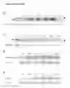 Fig. 41 - Modulation of synaptic maintenance