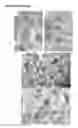 Fig. 47 - Modulation of synaptic maintenance