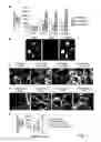 Fig. 02 - Methods and compositions for treating and preventing disease associated with αvβ5 integrin