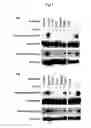 Fig. 02 - Anti-erbB3 antibody