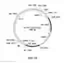 Fig. 22 - Method for increasing N-glycosylation site occupancy on therapeutic glycoproteins produced in 