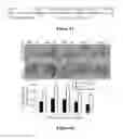 Fig. 09 - EP1 INHIBITION