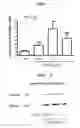 Fig. 02 - Method of reducing recurrence of multiple sclerosis symptoms in a mammal by administering an anti-repulsive guidance molecule neutralizing antibody