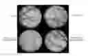 Fig. 01 - KDR peptides and vaccines comprising the same