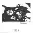 Fig. 07 - COMPOSITE NANOPARTICLE, AND PREPARATION PROCESS AND USE THEREOF