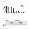 Fig. 02 - Antibiotic compositions comprising an antibiotic agent and cysteamine
