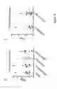 Fig. 32 - Method for enhancing immune response in the treatment of infectious and malignant diseases