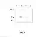 Fig. 05 - Means for the diagnosis and therapy of CTCL