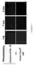 Fig. 07 - Fluorescent dyes, fluorescent dye kits, and methods of preparing labeled molecules