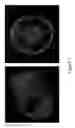 Fig. 08 - Fluorescent dyes, fluorescent dye kits, and methods of preparing labeled molecules