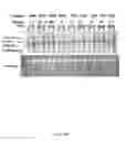 Fig. 43 - Methods and compositions for categorizing patients