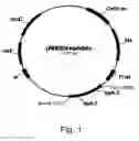 Fig. 02 - Methods for Producing Heterologous Polypeptides in Thiol-Disulfide Oxidoreductase-Deficient Bacterial Mutant Cells