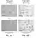 Fig. 32 - Anti-CD22 antibodies and immunoconjugates and methods of use