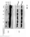 Fig. 12 - METHODS AND COMPOSITIONS FOR THE PRODUCTION OF RECOMBINANT VIRUS VECTORS