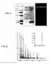 Fig. 04 - GENETICALLY ENCODED FLUORESCENT COUMARIN AMINO ACIDS