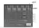 Fig. 01 - METHODS FOR MANUFACTURING MICROWELL STRUCTURES OF CHEMICALLY-SENSITIVE SENSOR ARRAYS
