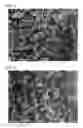Fig. 02 - Columnar aluminum titanate and method for producing same