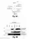 Fig. 19 - ANTI-INFLAMMATORY COMPOUNDS AND USES THEREOF