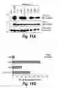 Fig. 23 - ANTI-INFLAMMATORY COMPOUNDS AND USES THEREOF