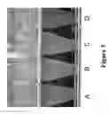 Fig. 06 - METHODS AND COMPOSITIONS FOR DISRUPTING BIOFILM UTILIZING CHITOSAN-DERIVATIVE COMPOUNDS