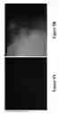 Fig. 09 - METHODS AND COMPOSITIONS FOR DISRUPTING BIOFILM UTILIZING CHITOSAN-DERIVATIVE COMPOUNDS