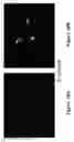 Fig. 19 - METHODS AND COMPOSITIONS FOR DISRUPTING BIOFILM UTILIZING CHITOSAN-DERIVATIVE COMPOUNDS
