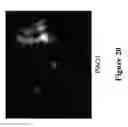 Fig. 22 - METHODS AND COMPOSITIONS FOR DISRUPTING BIOFILM UTILIZING CHITOSAN-DERIVATIVE COMPOUNDS