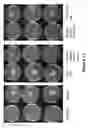 Fig. 26 - METHODS AND COMPOSITIONS FOR DISRUPTING BIOFILM UTILIZING CHITOSAN-DERIVATIVE COMPOUNDS