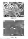 Fig. 08 - INTEGRATION OF PRECOATED NANOSTRUCTURES INTO BULK COMPOSITE MATRICES