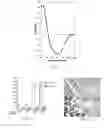 Fig. 07 - Spider silk proteins and methods for producing spider silk proteins