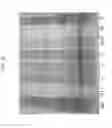 Fig. 19 - SOY WHEY PROTEIN COMPOSITIONS AND METHODS FOR RECOVERING SAME