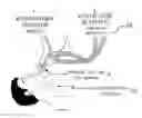 Fig. 01 - System and method for assessing real time pulmonary mechanics