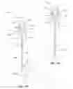 Fig. 13 - Vertebral bone channeling systems