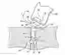 Fig. 01 - MULTI-LOOP ADJUSTABLE KNOTLESS ANCHOR ASSEMBLY AND METHOD FOR REPAIR