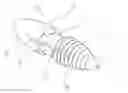 Fig. 01 - Inter-spinous process implant