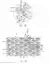Fig. 08 - Intravascular Stent